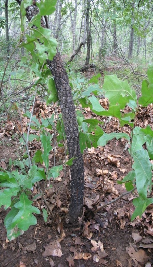 A wooded outdoor area with a dark, charred-looking young tree trunk or branch in the center foreground, surrounded by green leaves and vegetation.