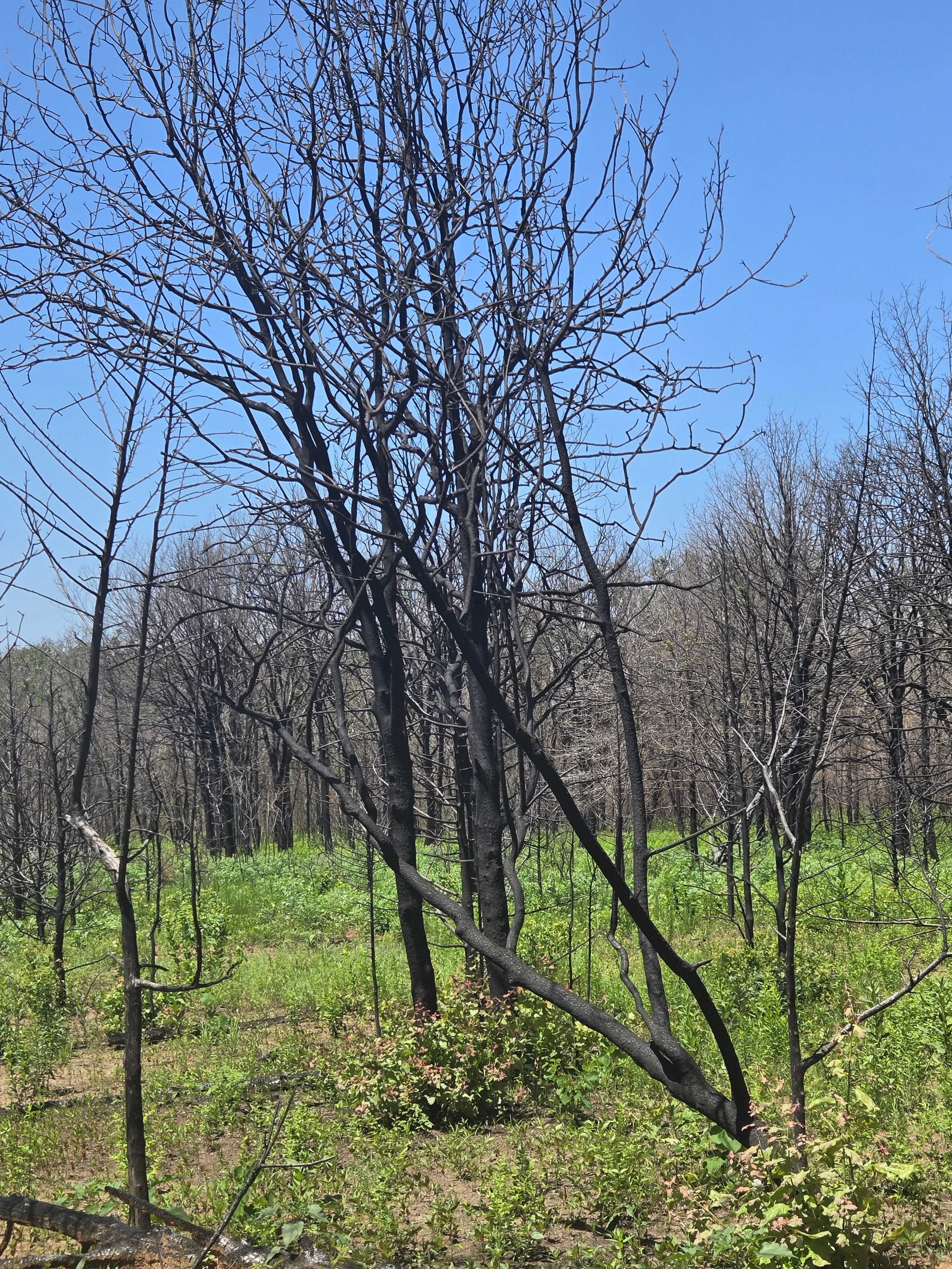 Several small burned trees in an area with newly grown green vegetation.