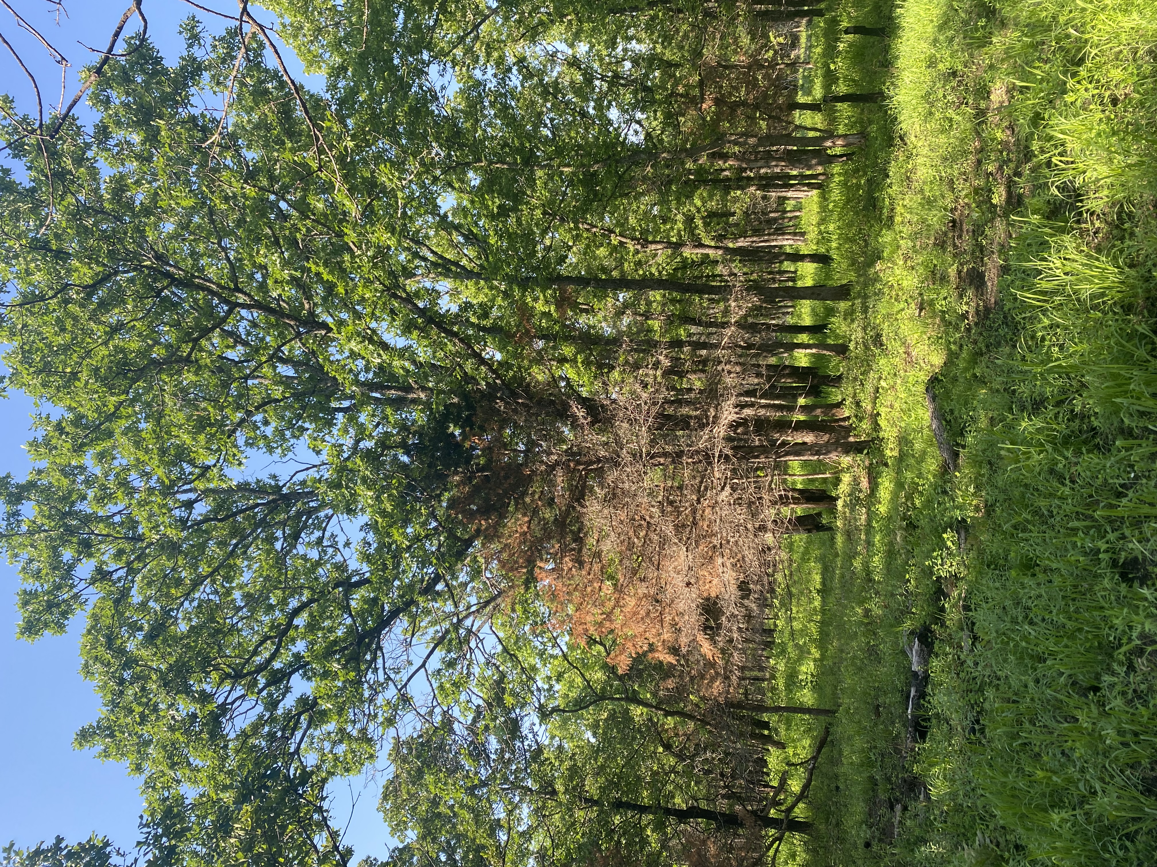 A wooded area with trees and green leaves, featuring one burned tree standing in the center.