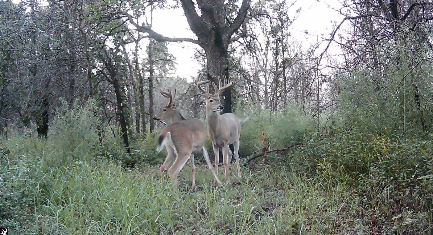 Two deer standing in a green area surrounded by burned trees.