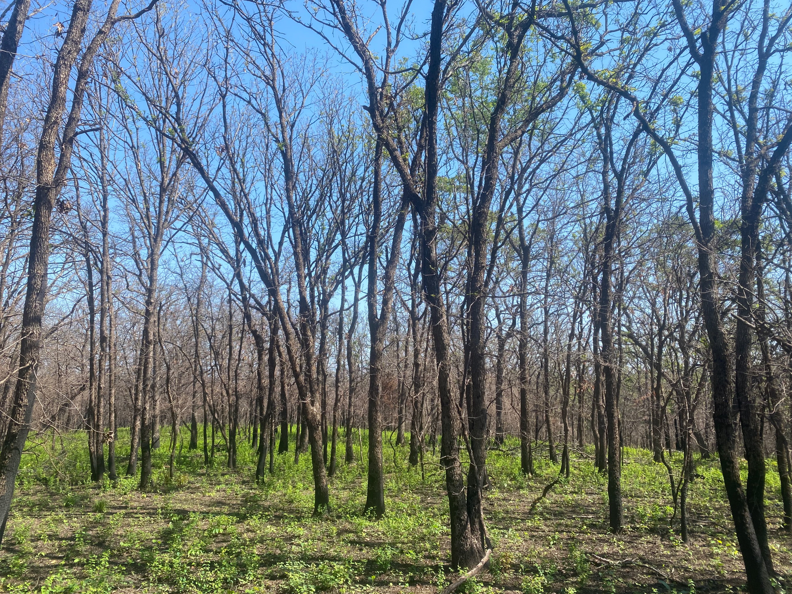 A wooded area with many tall, slender trees that have mostly bare branches. Green vegetation and low ground cover are growing across the forest floor.