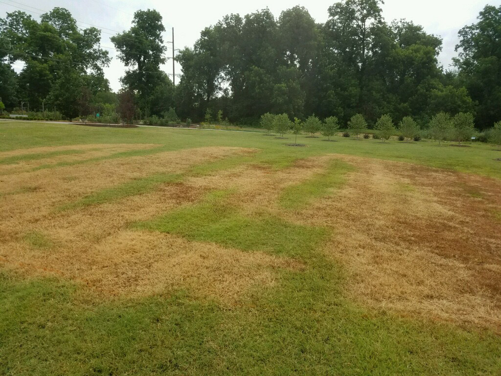 Wildflower Gardening in Oklahoma