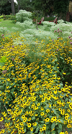 A patch of yellow wildflowers