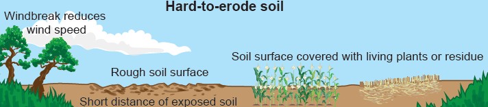 Figure 2.2 Hard to Erode Soil Hard-to-erode soil protected by plants, crop residue, rough ground and windbreaks that slow wind and reduce erosion.