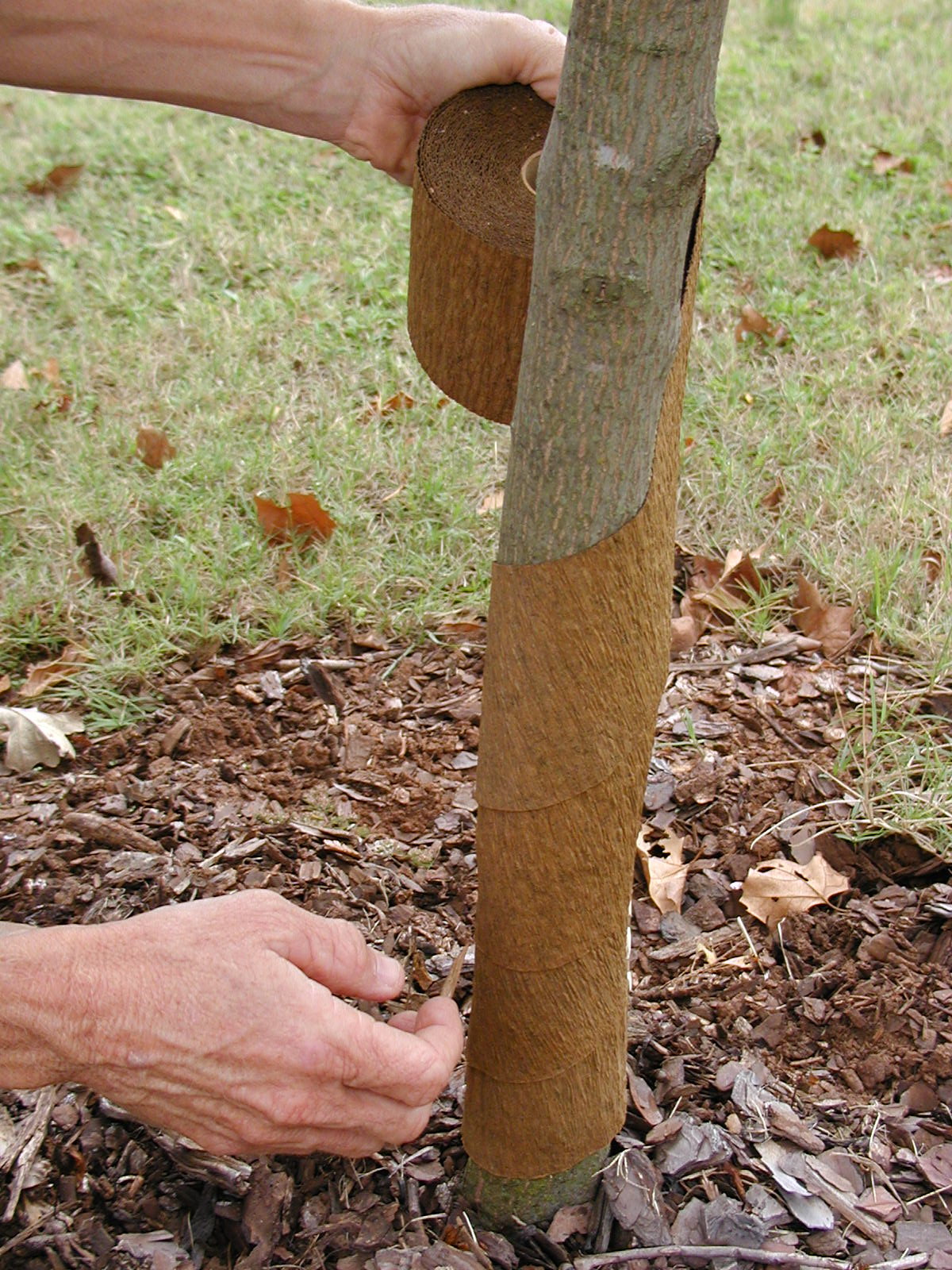 A man applying paper wraps to the base of a tree.