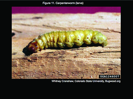 Carpenterworm larva.