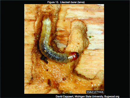 Lilac/Ash borer larva. 