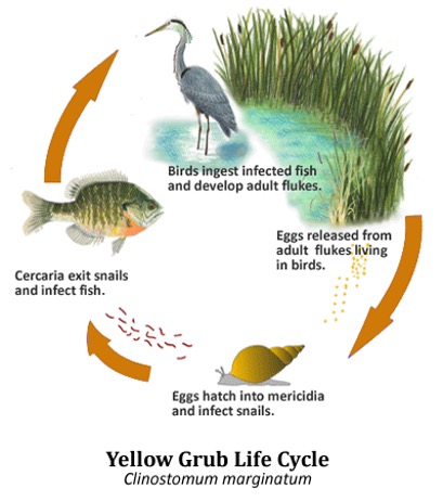 The life cycle of the yellow grub showing a bird, a snail and a fish.