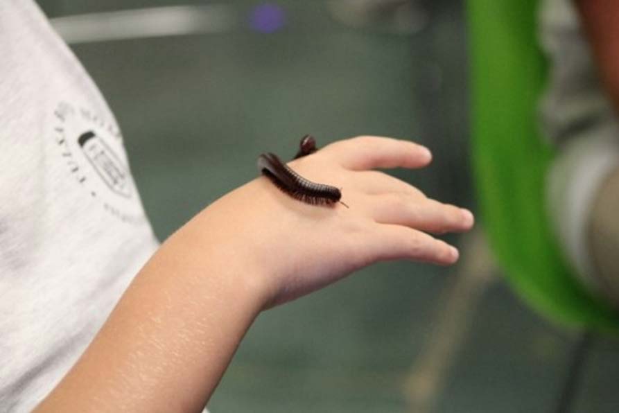 A bug is crawling on a hand.