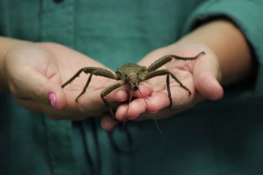 Two hands holding a bug on the palm side.