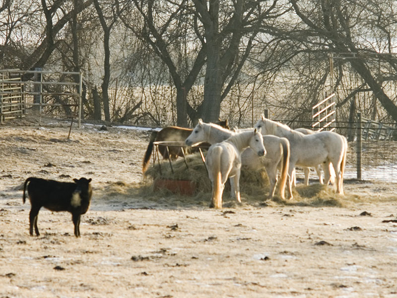 Horse and cattle in a pasture.