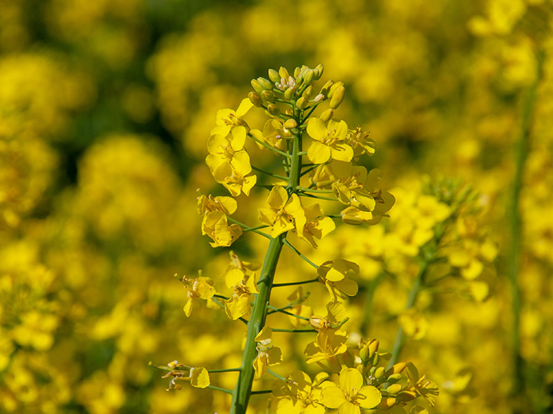 A yellow canola flower with more yellow flowers in the background.