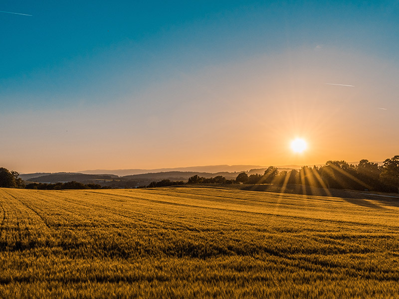 A field of golden wheat with the sun setting in the sky behind it.