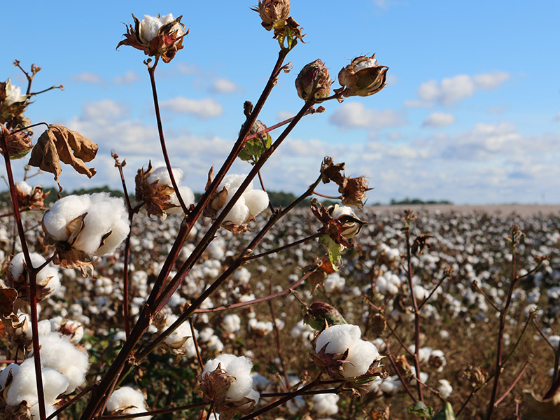 A close up image of a cotton stalk with cotton bolls on it.