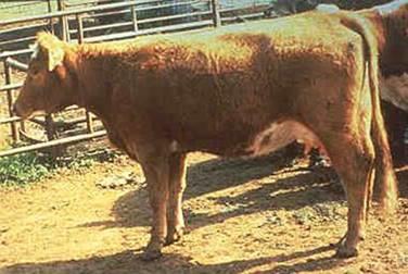 A brown cow standing sideways in a cowpen.