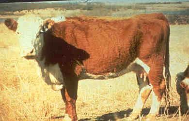 A brown cow with a white head standing sideways in a field.