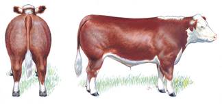 Illustration of a grade 1 cow, back view and a side view