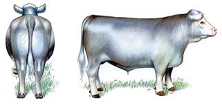 Illustration of a grade 5 cow, back view and a side view