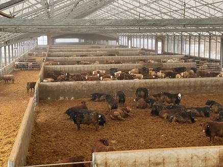 Cattle laying down in a feedlot. Cattle laying down in a feedlot.