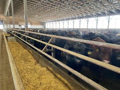 Cattle standing in a feedlot. Cattle standing in a feedlot.