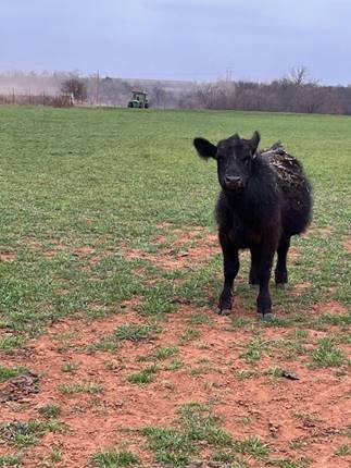 Non-bloated calf standing in the field.