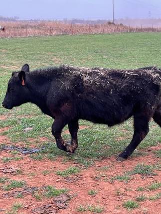 Calf walking in a field with hay on its back.