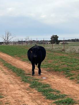 Black, bloated calf standing in a field.