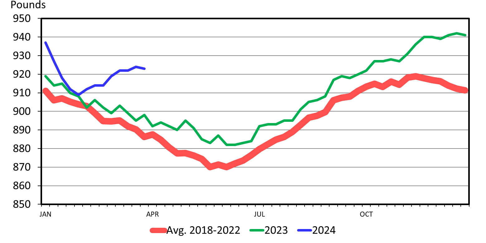 A line graph showing Steer Dressed Weight Federally Inspected, Weekly from 850-950 pounds from Jan, Apr, Jul, Oct during 2018-2022, 2023 and 2024.