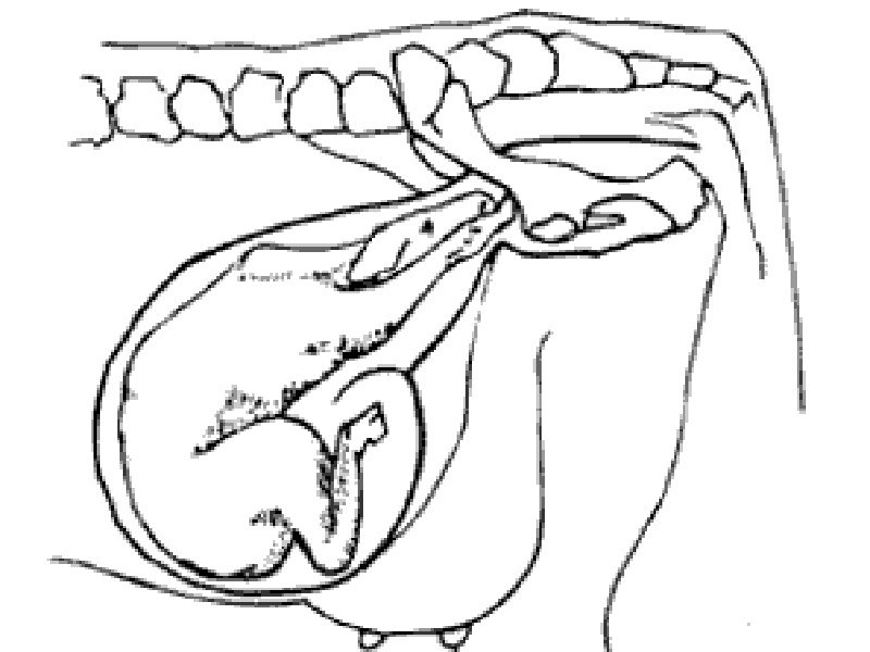A black and white sketch of the rear half of the cow. The reproductive tract and birth canal are outlined and show a small calf inside. The calf is head towards the rear and slightly tilted.