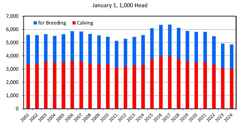 Bar graph that shows number of heifers held as beef cow replacements from 2004 to 2024.