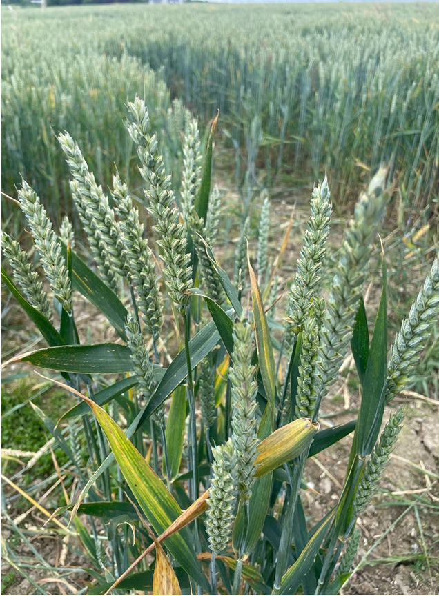 Winter wheat growing in a field.
