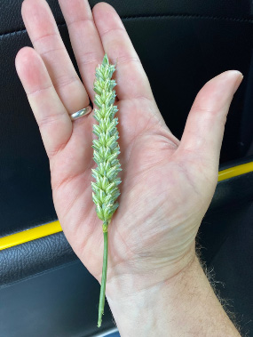 A hand holding a developing wheat head.