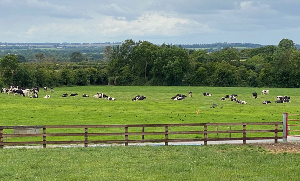 Dairy cattle grazing and laying down in a field.