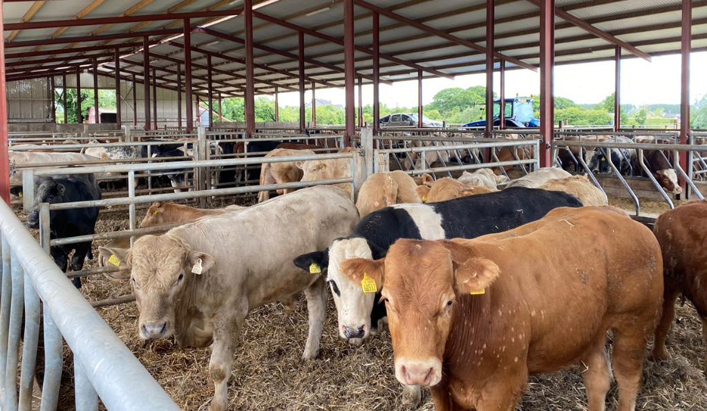 Feedlot cattle are standing in a pen in a covered barn.