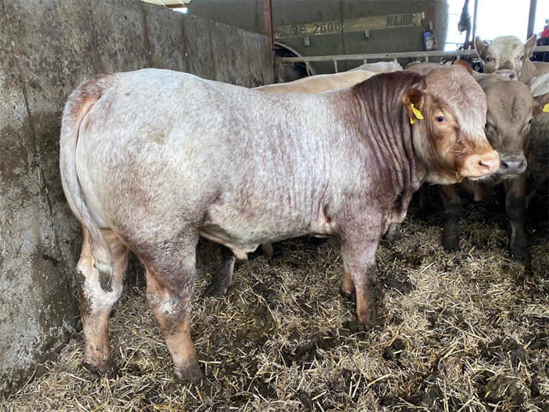 A Belgian Blue cross bull standing in a pen.