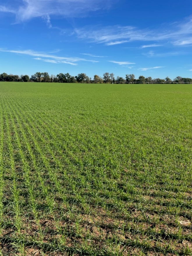 A large field of green grass with a blue sky on top.