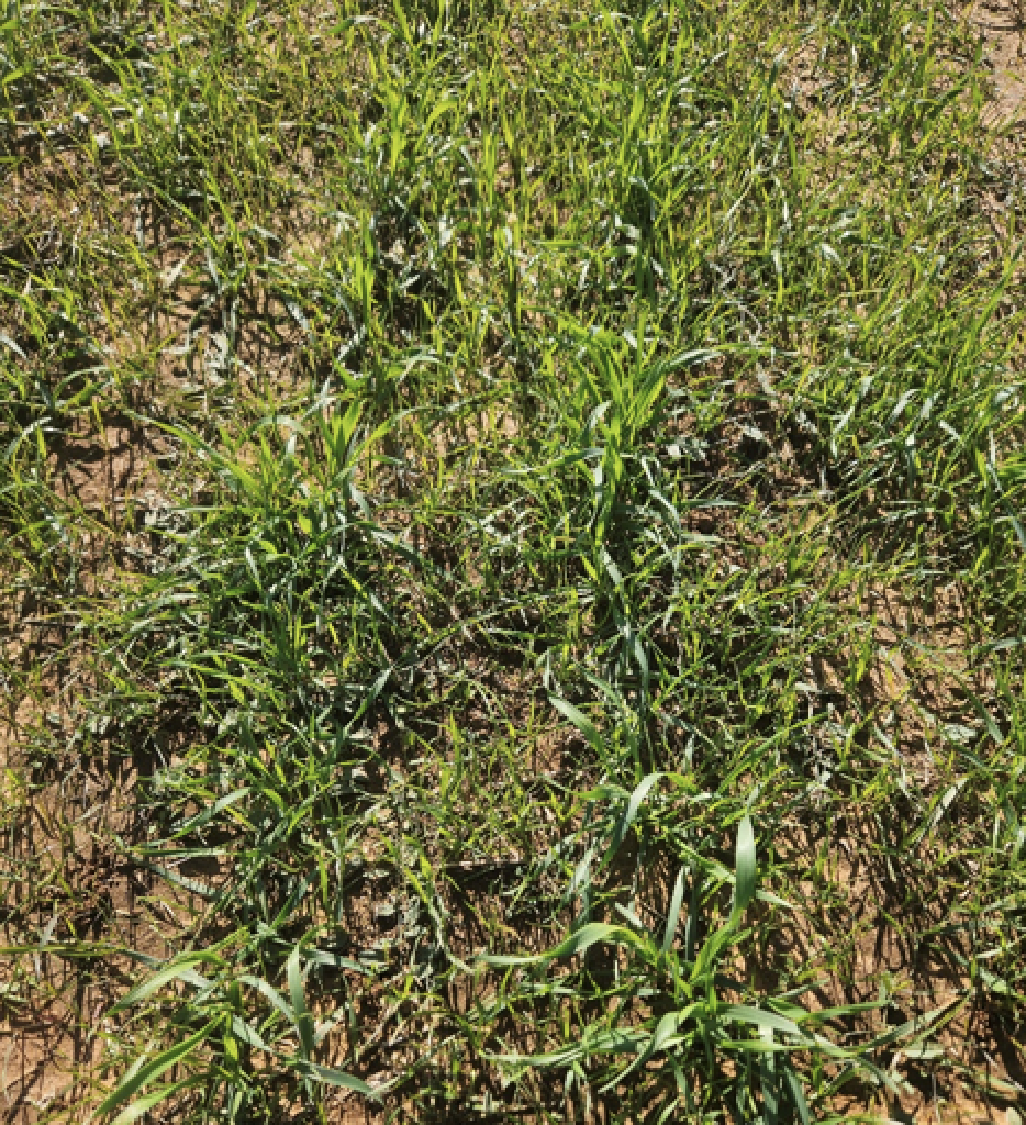 A close up of full grass.