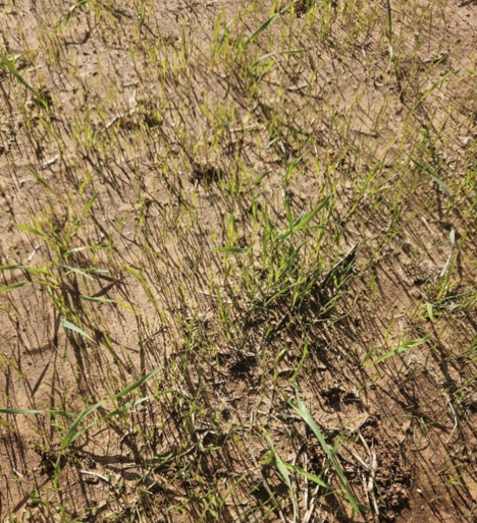 A close up of patchy grass.