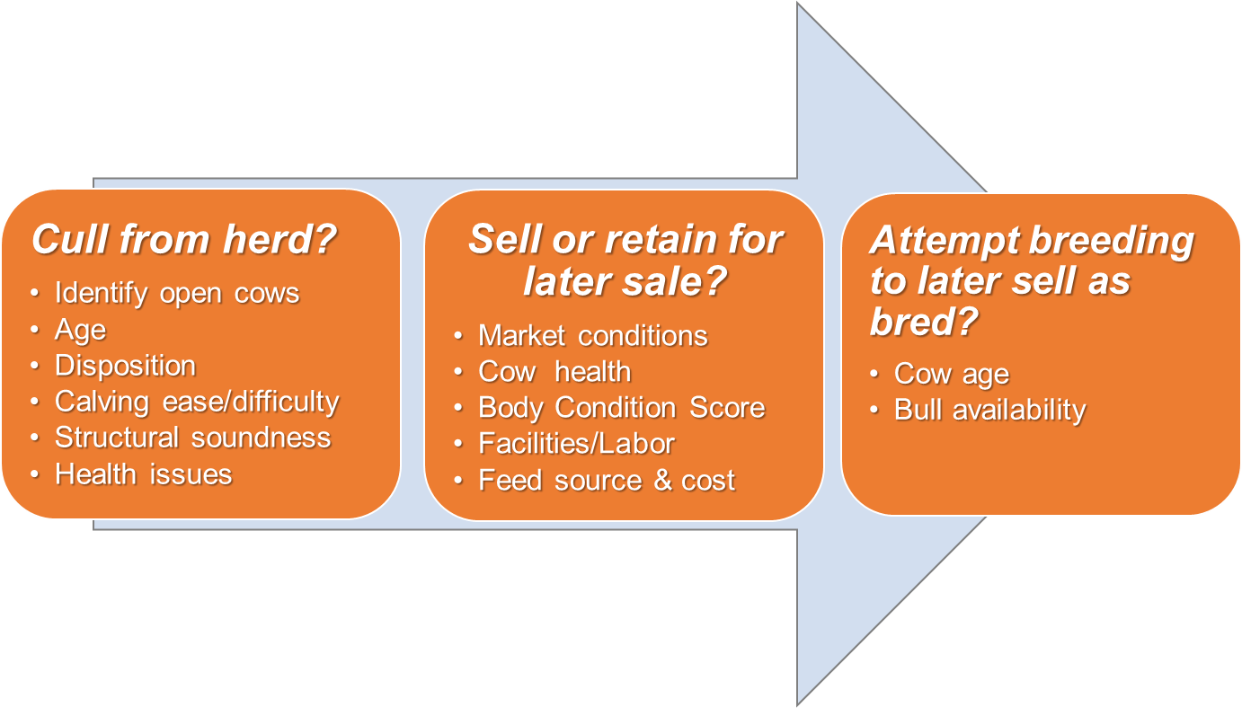 This graph has three orange boxes with white text. First box has "Cull from herd? Identify open cows, Age, Disposition, Calving ease/difficulty, Structural soundness and Heath issues". Pointing to the second orange box "Sell or retain for late sale? Market conditions, Cow health, Body Condition Score, Facilities/Labor and Feed source & cost". Pointing to the third orange box "Attempt breeding to late sell as bred? Cow age and Bull availability".