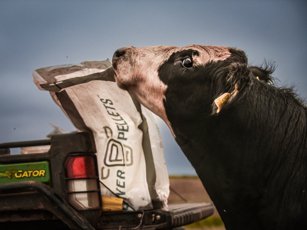 A black and white cow trying to eat a bag of dirt.