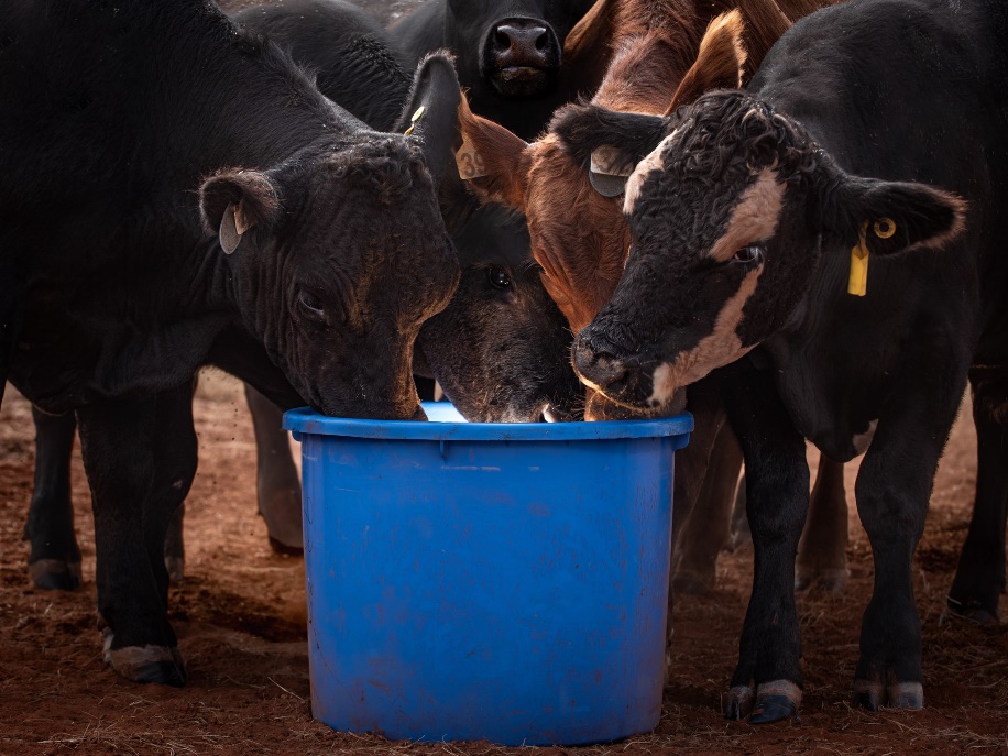 A group of black cows drinking water out of a blue bucket.