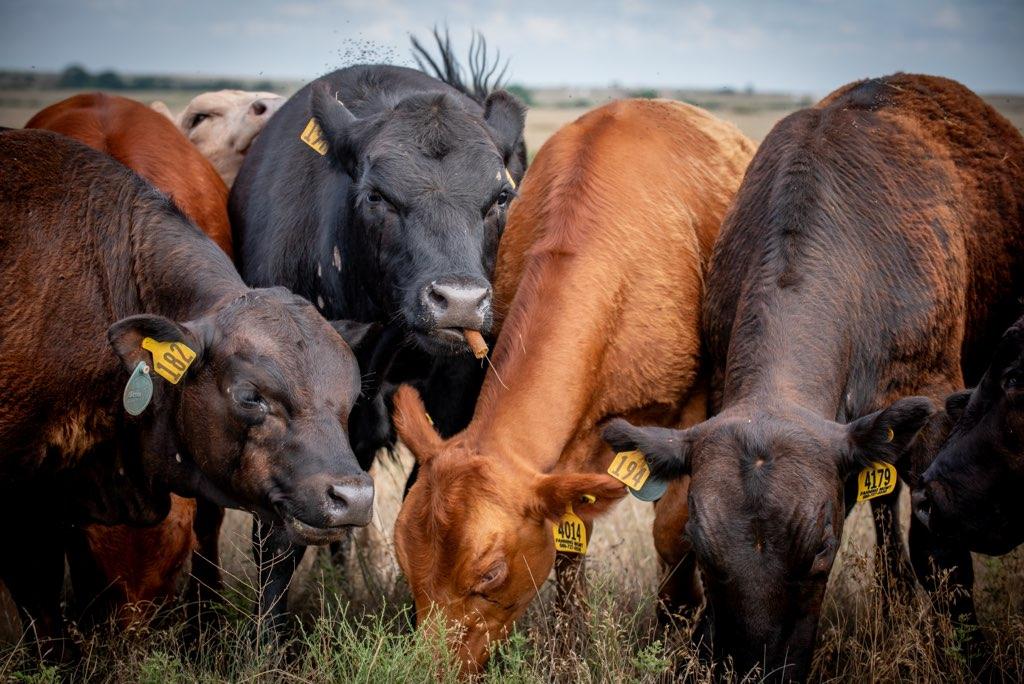 A group of brown and black cows grazing grass from a field.