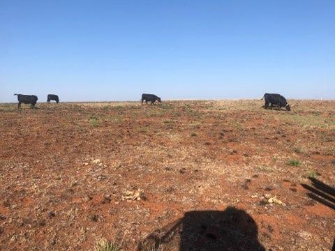 A group of black cows grazing on a patch field of grass and dirt.