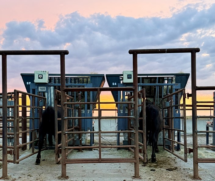 A metal forage feeder with two feeders and entryways.