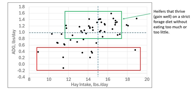 A chart showing the ADG in pounds per day (ranging from -0.4 to 1.8) in coorelation to the hay intake in pounds per day (from 8 to 20). A side note reads, "Heifers that thrive (gain well) on a strict forage diet without eating too much or too little."