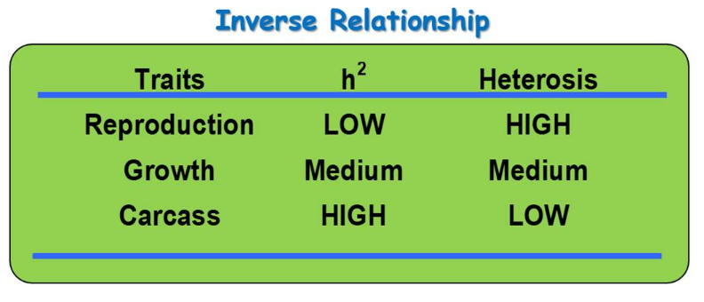 inverse-relationship.PNG A table that shows the Inverse Relationship between Traits, H(2) and Heterosis. If the Reproduction Trait has a low H(2) then the Heterosis is High. If the Growth trait has a medium H(2) then the Heterosis is Medium. If the Carcass trait has a high H(2) then the heterosis is low.