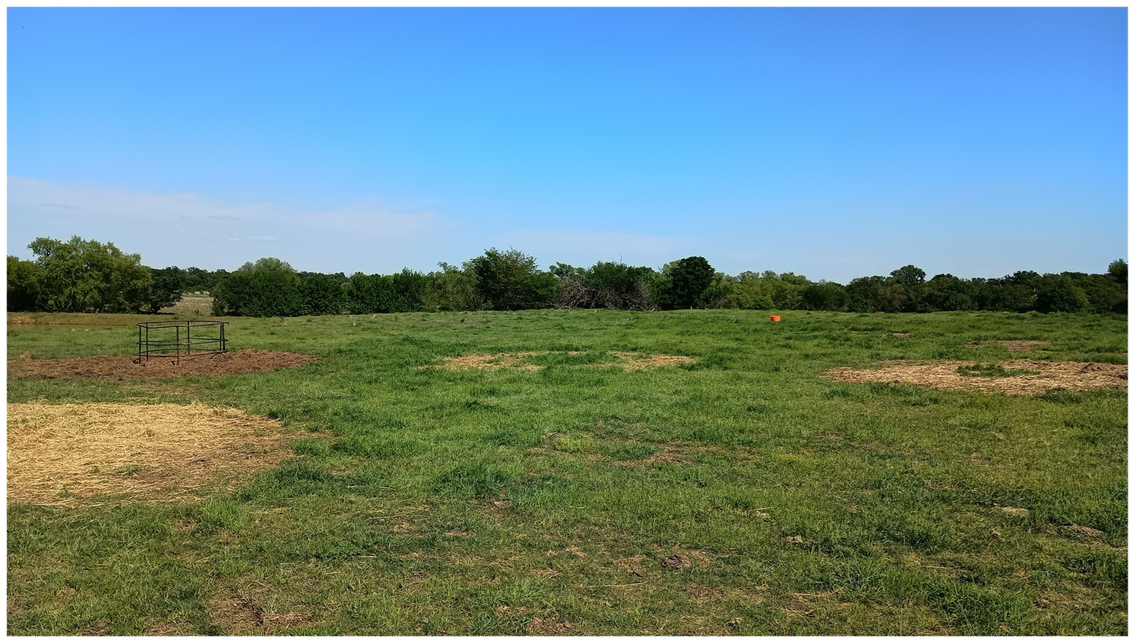 Round patches left in field after winter feeding of cattle.