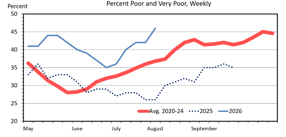 This line chart comparing weekly negotiated Choice beef carcass prices for 600–900 lb. carcasses across 2023 (gray), 2024 (yellow), 2025 (blue), and 2026 (green).