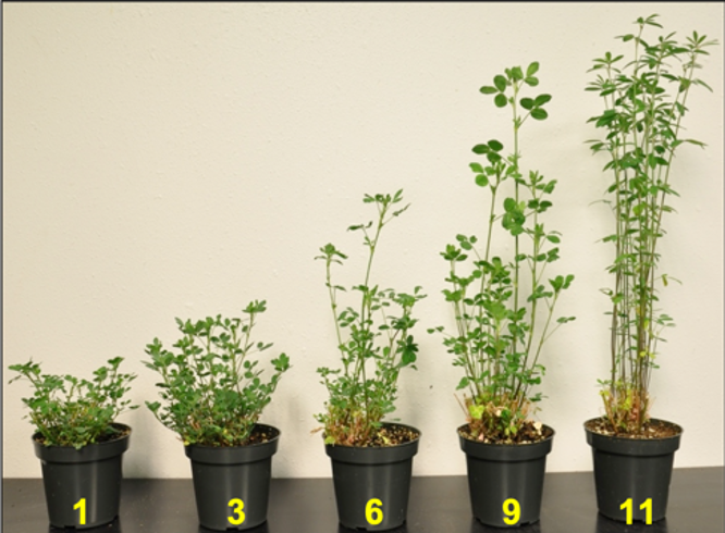 Alfalfa Plants 1-3-6-9-11 Five alfalfa plants in black pots arranged from shortest to tallest labeled one, three, six, nine and 11 in yellow font.