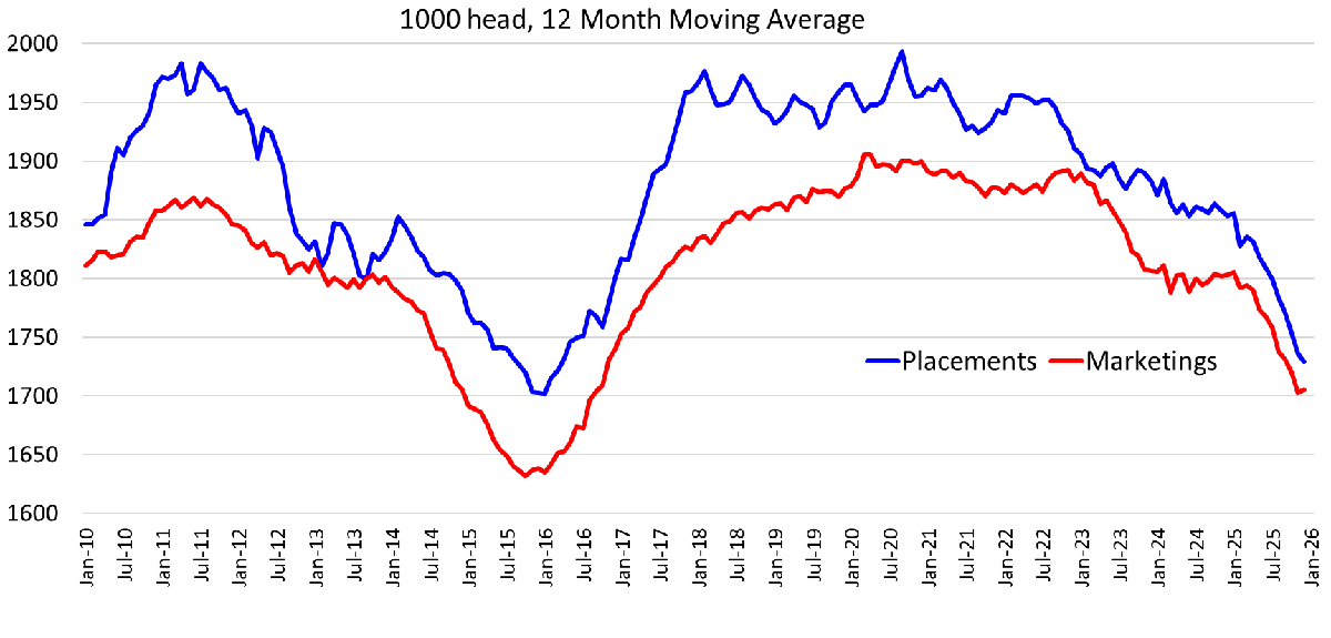 A line graph comparing a blue line represening placements and a red line representing marketings of 1600-2000 head of cattle from Jan-10 to Jan-26.